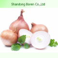 2015 New Season Fresh Red Onion